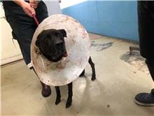 【待認養】混種犬 狗 (男生) - 臺北市動物之家