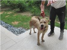 【待認養】混種犬 狗 (男生) - 新竹市動物保護教育園區