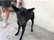 【待認養】混種犬 狗 (男生) - 臺北市動物之家