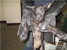 【待認養】混種犬 狗 (女生) - 桃園市動物保護教育園區