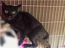 【待認養】混種貓 貓 (女生) - 臺北市動物之家