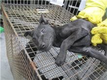 【待認養】混種犬 狗 (男生) - 桃園市動物保護教育園區