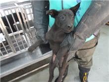 【待認養】混種犬 狗 (男生) - 桃園市動物保護教育園區