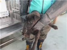 【待認養】混種犬 狗 (男生) - 桃園市動物保護教育園區