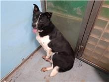 【待認養】混種犬 狗 (男生) - 臺北市動物之家