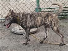 【待認養】混種犬 狗 (男生) - 臺北市動物之家