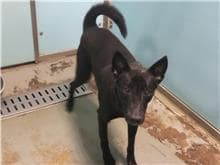 【待認養】混種犬 狗 (男生) - 臺北市動物之家