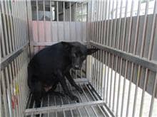 【待認養】混種犬 狗 (女生) - 桃園市動物保護教育園區