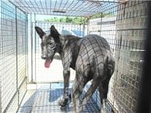 【待認養】混種犬 狗 (女生) - 桃園市動物保護教育園區