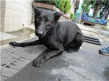 【待認養】混種犬 狗 (男生) - 南投縣公立動物收容所