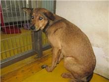 【待認養】混種犬 狗 (女生) - 桃園市動物保護教育園區