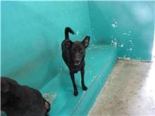 【待認養】混種犬 狗 (男生) - 新竹市動物保護教育園區