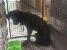 【待認養】混種犬 狗 (女生) - 金門縣動物收容中心
