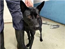 【待認養】混種犬 狗 (男生) - 臺北市動物之家