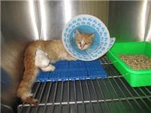 【待認養】混種貓 貓 (女生) - 桃園市動物保護教育園區