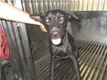 【待認養】混種犬 狗 (女生) - 桃園市動物保護教育園區