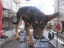 【待認養】混種犬 狗 (女生) - 桃園市動物保護教育園區