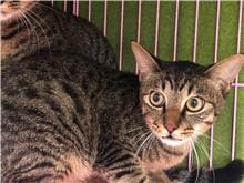 【待認養】混種貓 貓 (男生) - 臺北市動物之家