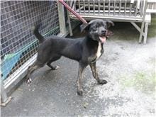 【待認養】混種犬 狗 (男生) - 南投縣公立動物收容所