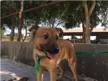 【待認養】混種犬 狗 (男生) - 金門縣動物收容中心