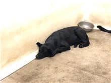 【待認養】混種犬 狗 (男生) - 臺北市動物之家