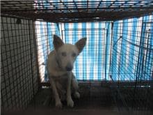 【待認養】混種犬 狗 (女生) - 桃園市動物保護教育園區