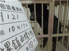 【待認養】混種犬 狗 (男生) - 雲林縣流浪動物收容所