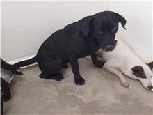 【待認養】混種犬 狗 (男生) - 臺北市動物之家