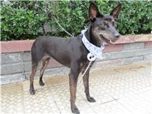 【待認養】混種犬 狗 (女生) - 南投縣公立動物收容所