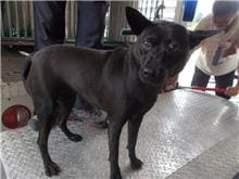 【待認養】混種犬 狗 (女生) - 南投縣公立動物收容所