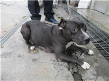 【待認養】混種犬 狗 (女生) - 南投縣公立動物收容所