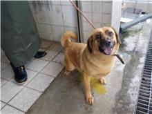 【待認養】混種犬 狗 (男生) - 南投縣公立動物收容所