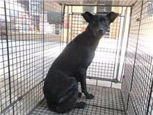 【待認養】混種犬 狗 (女生) - 桃園市動物保護教育園區