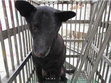 【待認養】混種犬 狗 (女生) - 桃園市動物保護教育園區