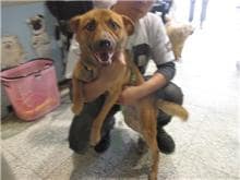 【待認養】混種犬 狗 (男生) - 桃園市動物保護教育園區