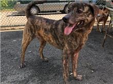 【待認養】混種犬 狗 (男生) - 臺北市動物之家