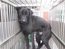 【待認養】混種犬 狗 (男生) - 桃園市動物保護教育園區