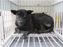 【待認養】混種犬 狗 (女生) - 桃園市動物保護教育園區