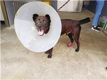 【待認養】混種犬 狗 (男生) - 新北市板橋區公立動物之家