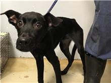 【待認養】混種犬 狗 (男生) - 臺北市動物之家