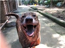 【待認養】混種犬 狗 (男生) - 臺北市動物之家