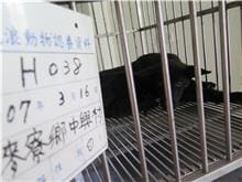 【待認養】混種犬 狗 (男生) - 雲林縣流浪動物收容所