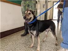 【待認養】混種犬 狗 (男生) - 桃園市動物保護教育園區