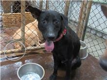 【待認養】混種犬 狗 (男生) - 新竹市動物保護教育園區