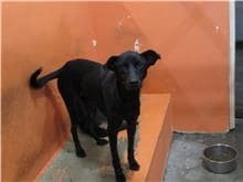 【待認養】混種犬 狗 (女生) - 新竹市動物保護教育園區