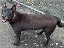 【待認養】混種犬 狗 (男生) - 臺北市動物之家