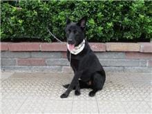 【待認養】混種犬 狗 (女生) - 南投縣公立動物收容所