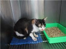 【待認養】混種貓 貓 (女生) - 桃園市動物保護教育園區