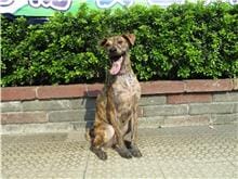 【待認養】混種犬 狗 (男生) - 南投縣公立動物收容所