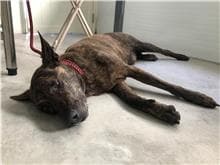 【待認養】混種犬 狗 (女生) - 臺北市動物之家